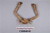 藏品(姬花石菱蟹)的圖片